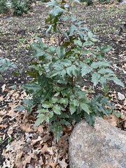 Berberis