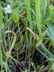 Claytonia parviflora