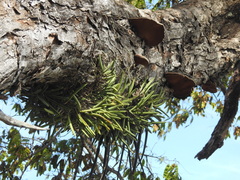 Brassavola