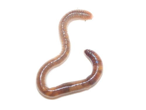 Amynthas gracilis observed 2025-12-30