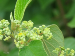 Colubrina yucatanensis