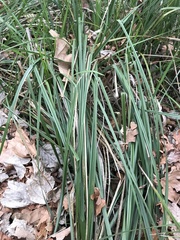 Tracheophyta