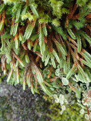 Selaginella wallacei
