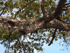 Brassavola