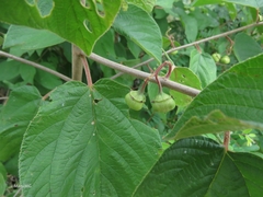 Colubrina yucatanensis