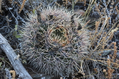 Gymnocalycium reductum