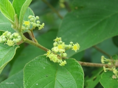 Colubrina yucatanensis