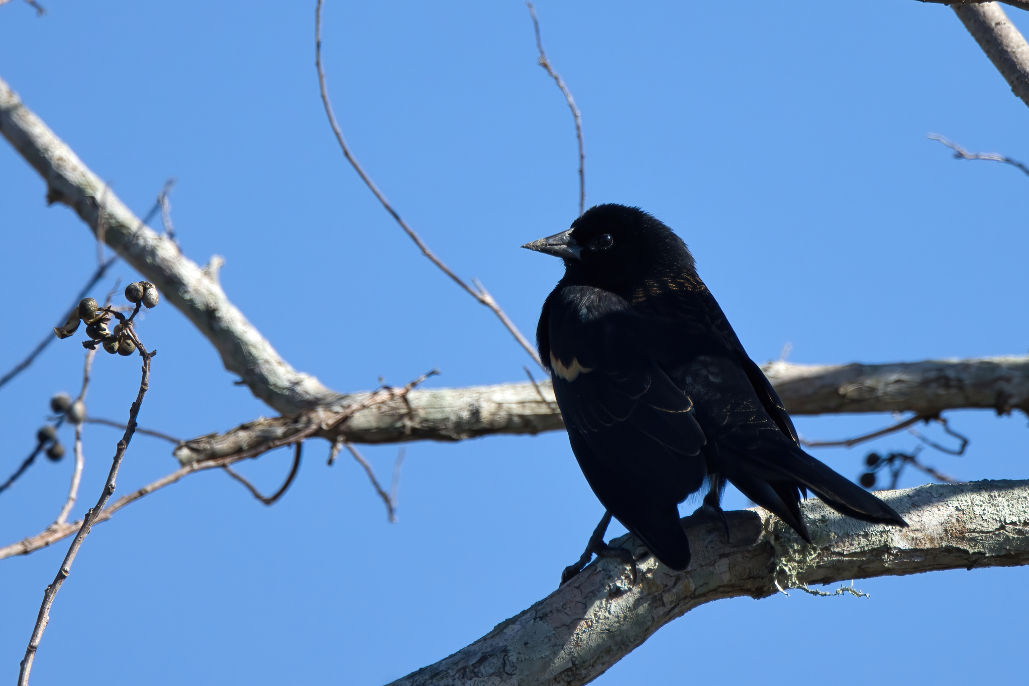 Agelaius phoeniceus (Linnaeus, 1766)