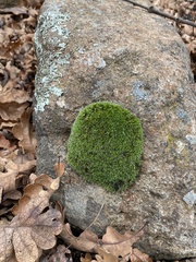 Bryophyta