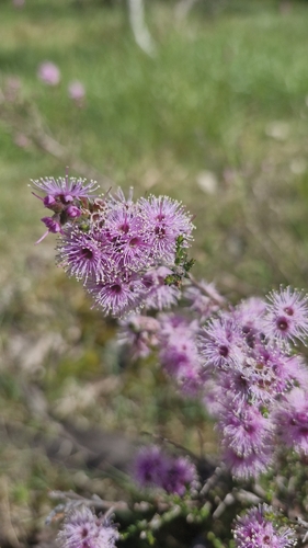 Violet Kunzea (Kunzea parvifolia)