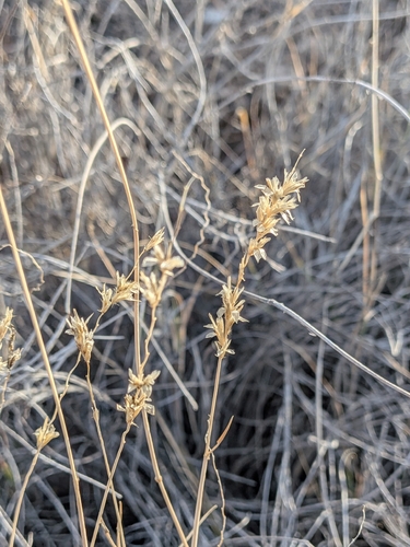 Hilaria mutica, photograph 3