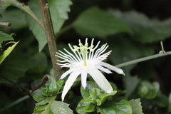Passiflora capsularis