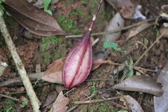 Passiflora capsularis