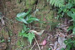 Passiflora capsularis