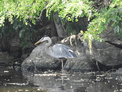 Ardea herodias