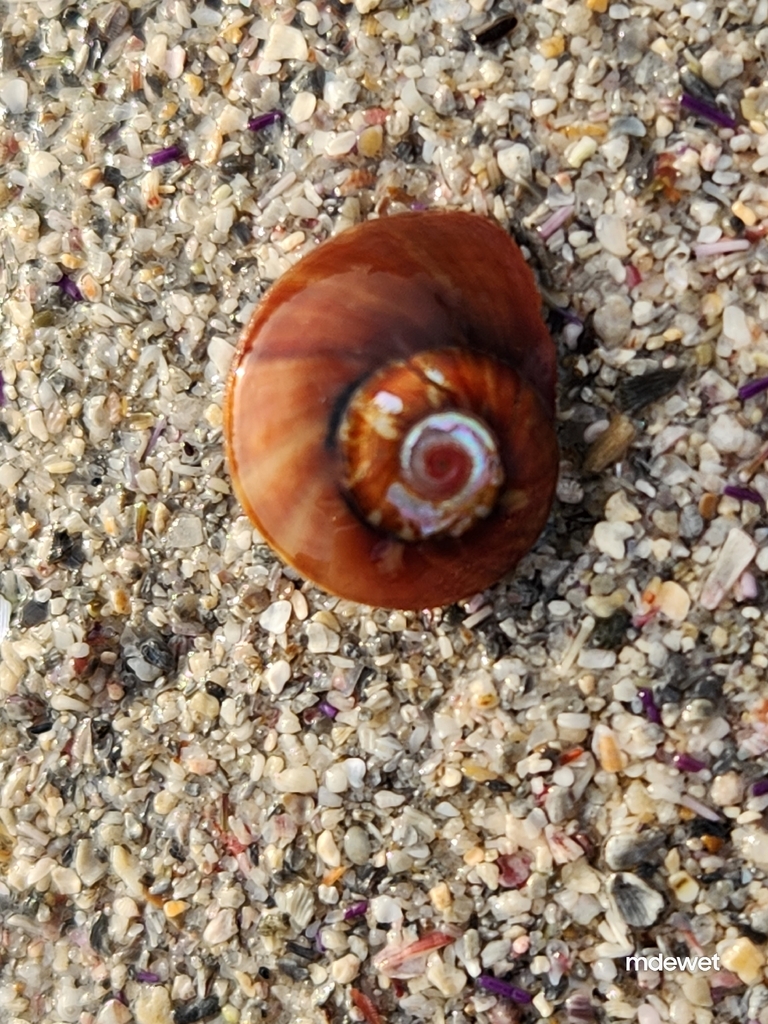 Sharp Turban Shell Smooth Turban Shell from South Africa on December 30, 2025 at 06:31 PM ...
