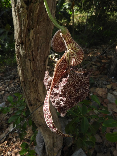 Aristolochia labiata, photograph 5