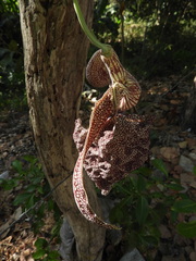 Aristolochia labiata, photograph Issao Shinobe, CC BY, iNaturalist via GBIF