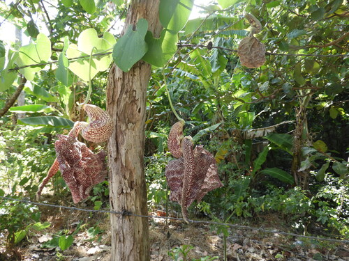 Mottled dutchman's pipe (Aristolochia labiata)