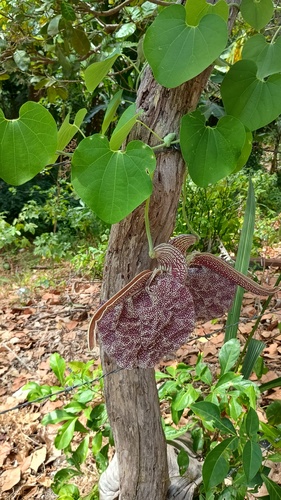 Aristolochia labiata, photograph 6