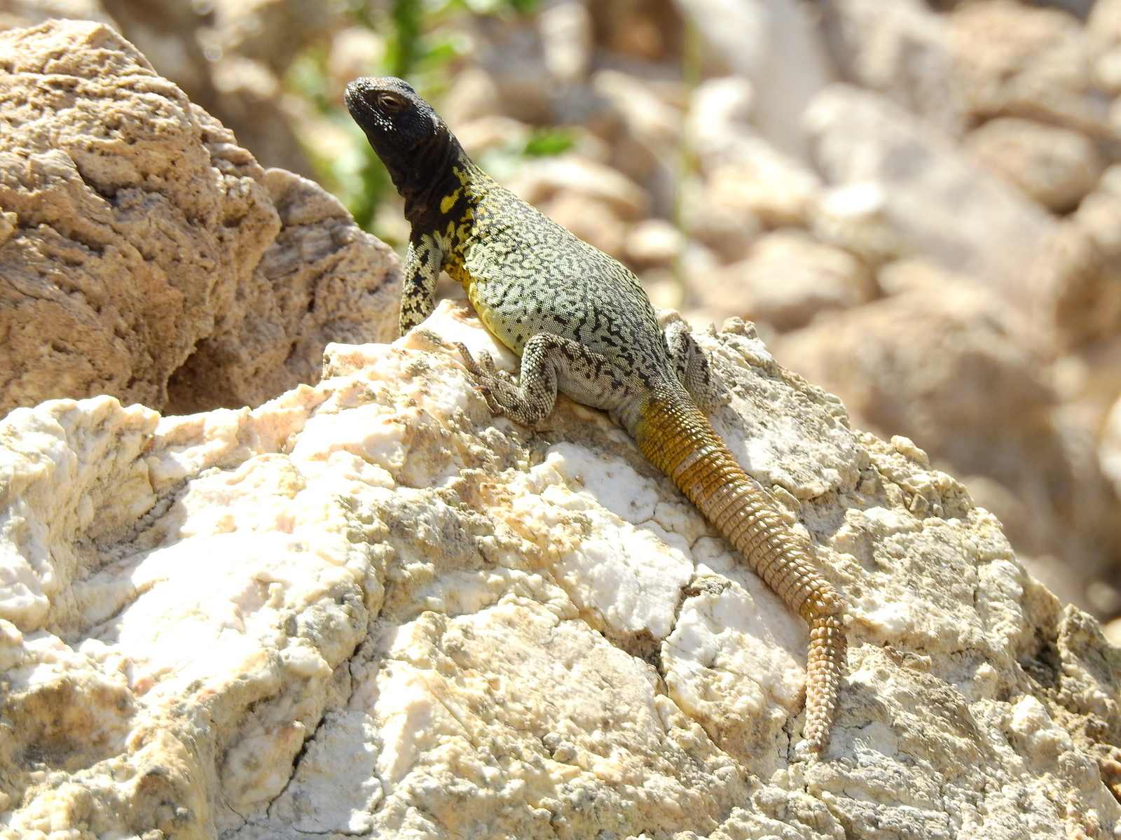 Volcán Peteroa Chuckwalla, Phymaturus verdugo