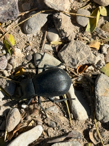 Stenomorpha obliterata