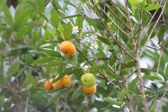 Eugenia pyriformis