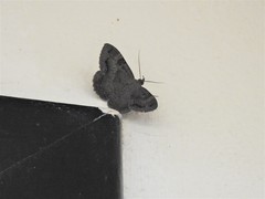 Hemeroblemma malitiosa