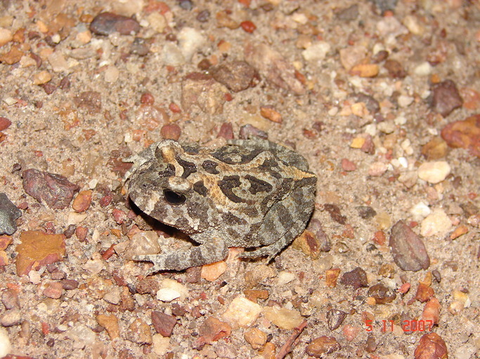 Toad-Like Ground Frog