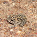 Minas Gerais Smooth-horned Frog - Photo (c) 
Lucas Grandinetti, some rights reserved (CC BY-SA)