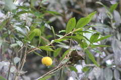 Eugenia pyriformis