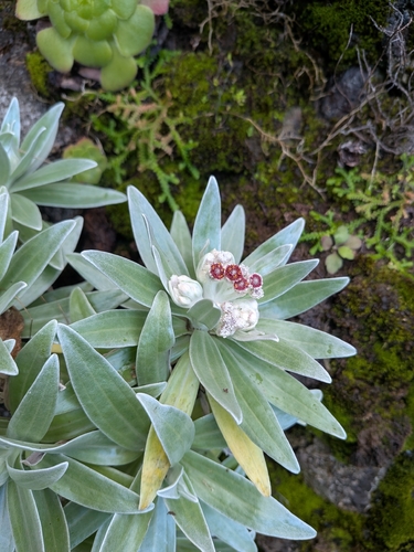 Helichrysum devium, photograph 3