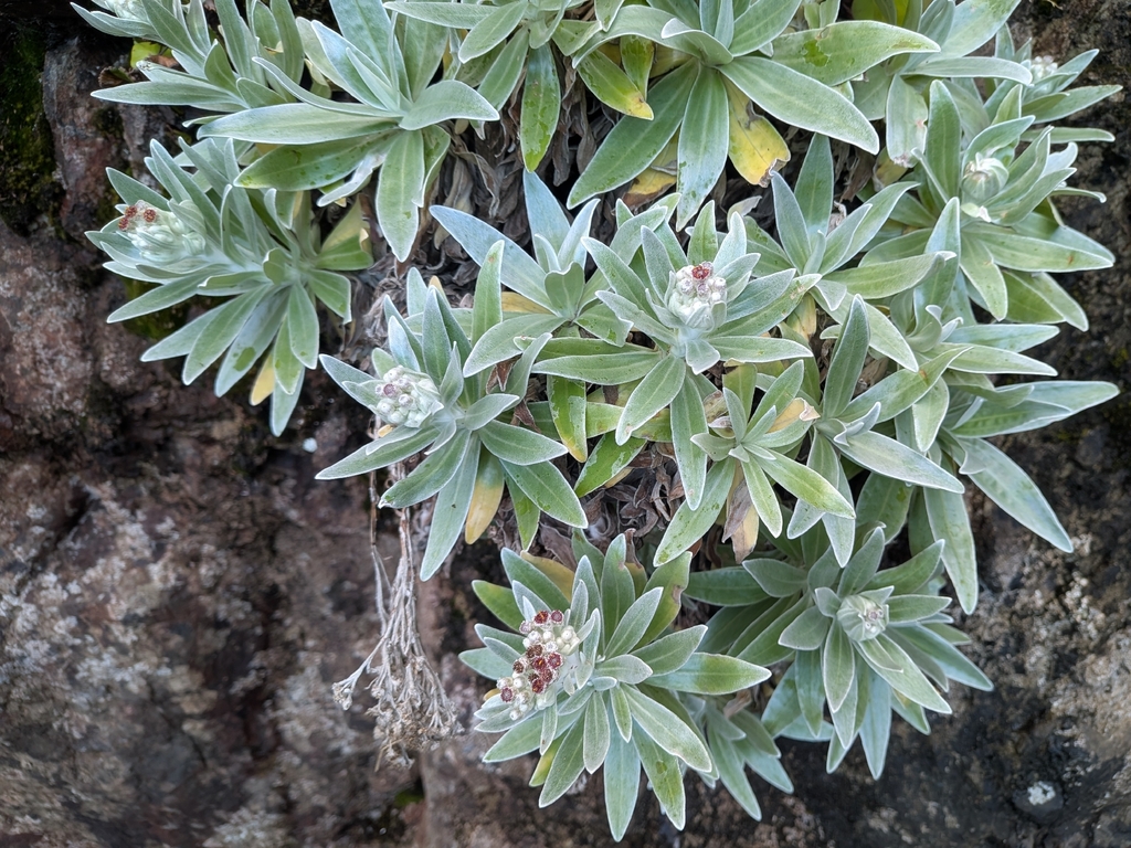 Helichrysum devium; photograph (c) Mustapha, some rights reserved (CC BY)