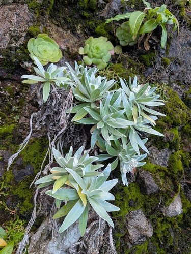 Helichrysum devium, photograph 4