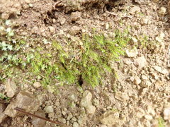 Dicranella rufescens