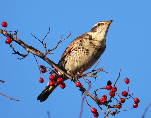 Dusky Thrush, Nyholms Hovedvagt, København K, Region Hovedstaden, DK, photo 10 of 10