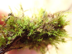Dicranella rufescens