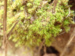 Dicranella rufescens