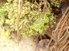 Dicranella rufescens