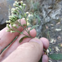 Baccharis multiflora