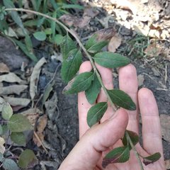 Baccharis multiflora