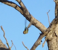 Platycercus icterotis