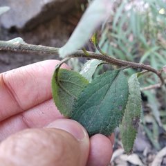 Baccharis multiflora