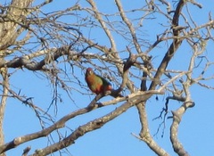 Platycercus icterotis