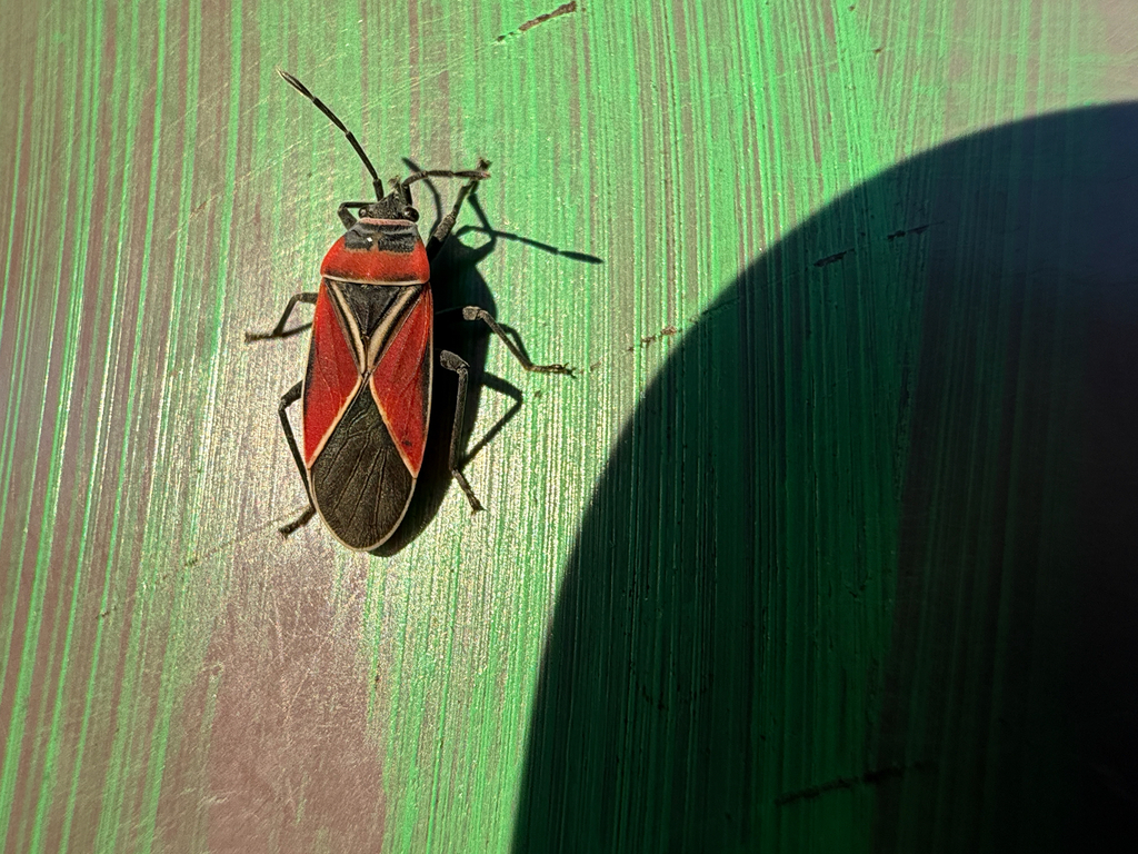 White-crossed Seed Bug from NE 26th St, Vancouver, WA, US on December ...