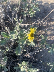 Helianthus niveus