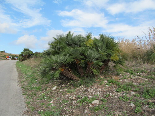 Chamaerops humilis