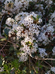 Ceanothus megacarpus megacarpus