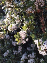 Ceanothus megacarpus megacarpus