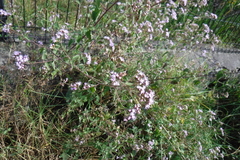 Fleischmannia pycnocephala